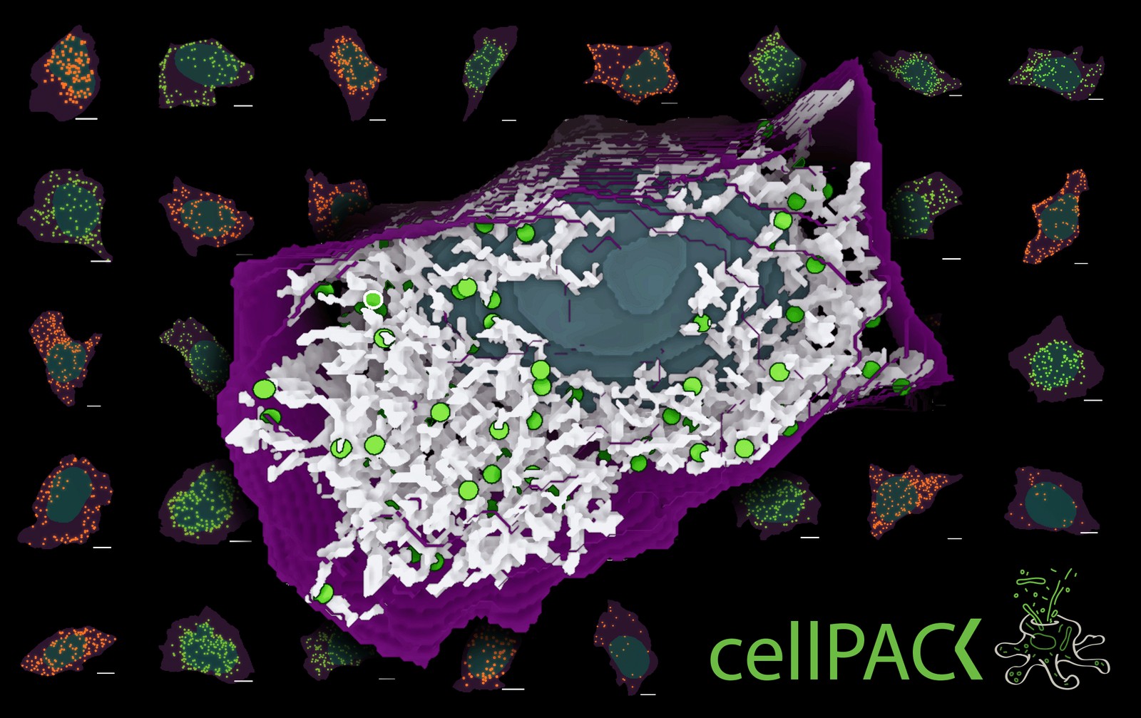 Are peroxisomes randomly distributed? cover