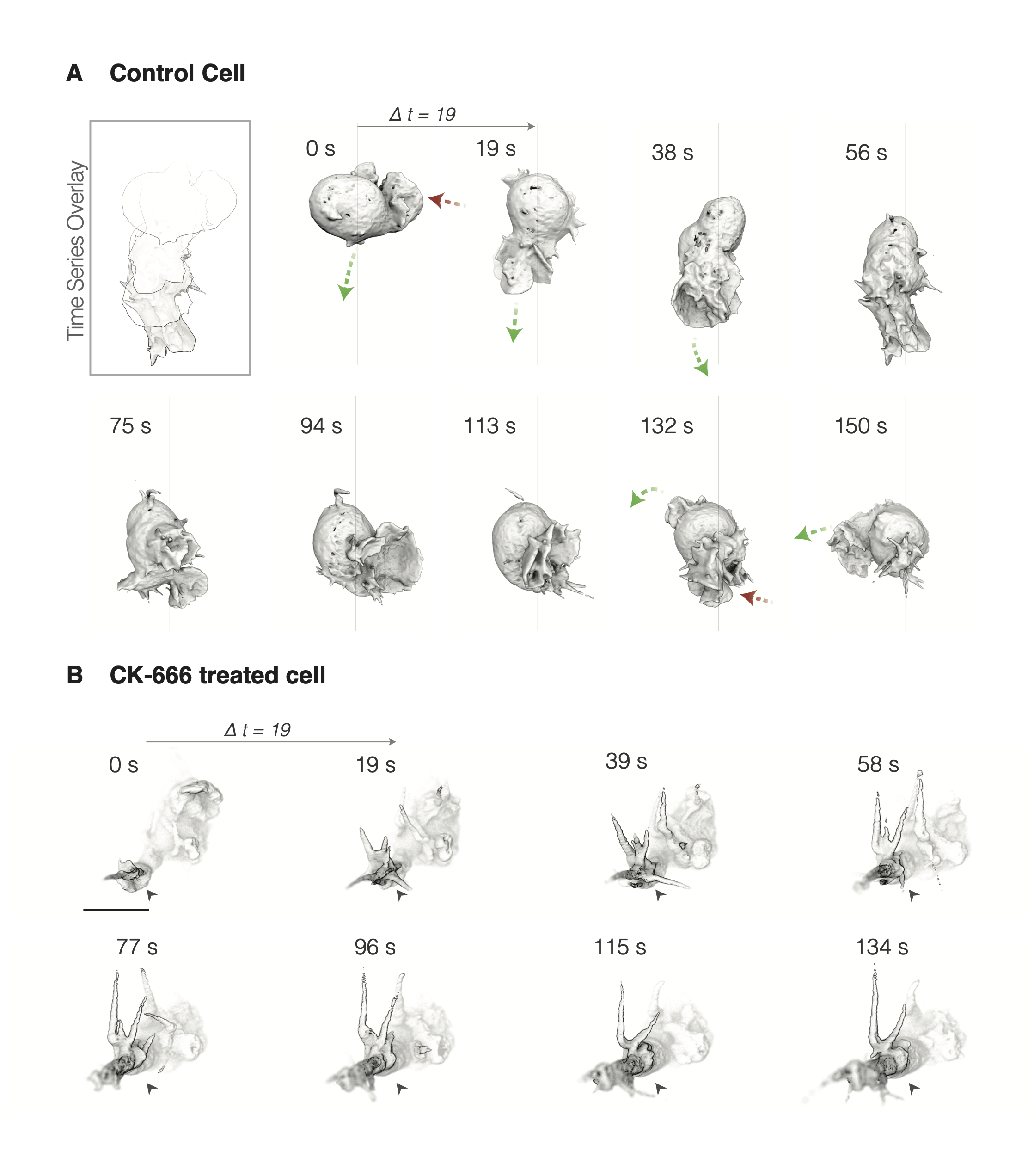 How do white blood cells move in 3D environments? cover