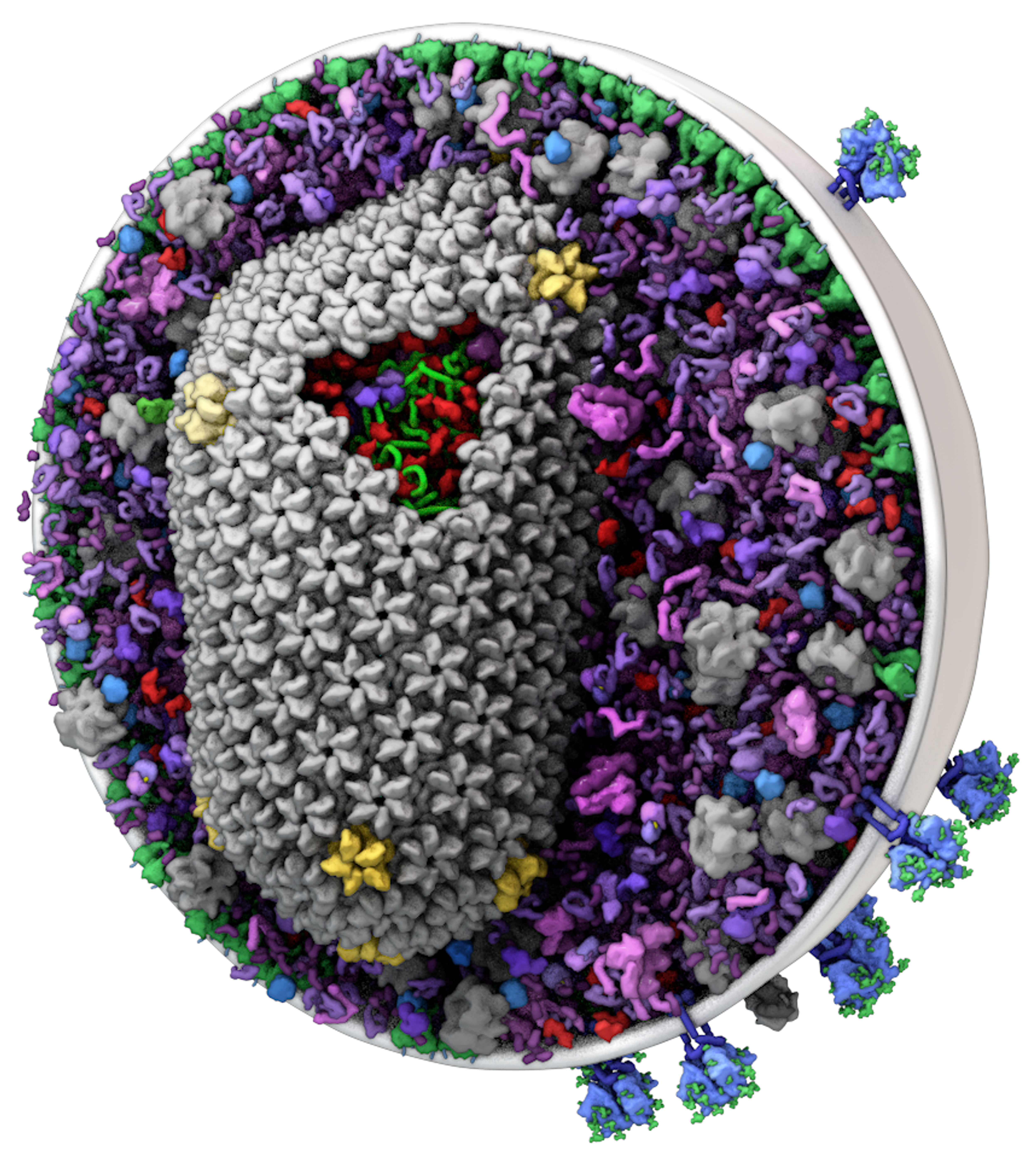 cellPACK recipe conversions from David Goodsell's paintings