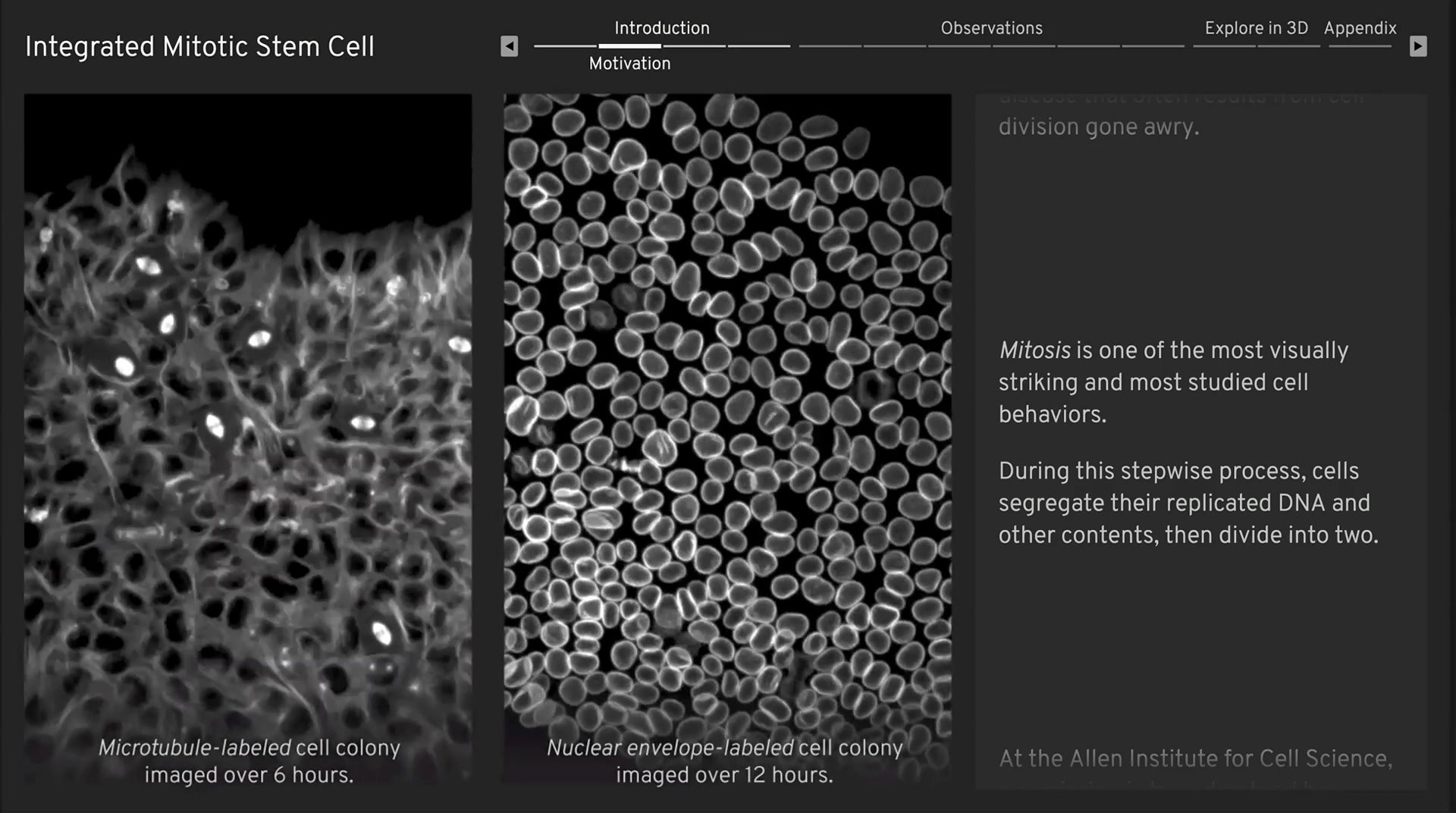 Integrated Mitotic Stem Cell — detail