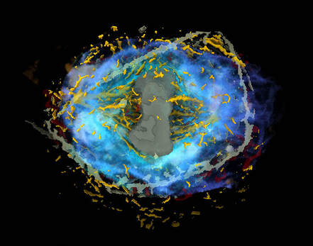 Integrated Mitotic Stem Cell