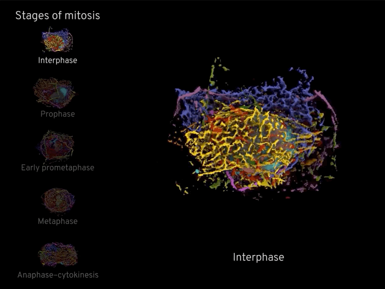 Integrated Mitotic Stem Cell screenshot