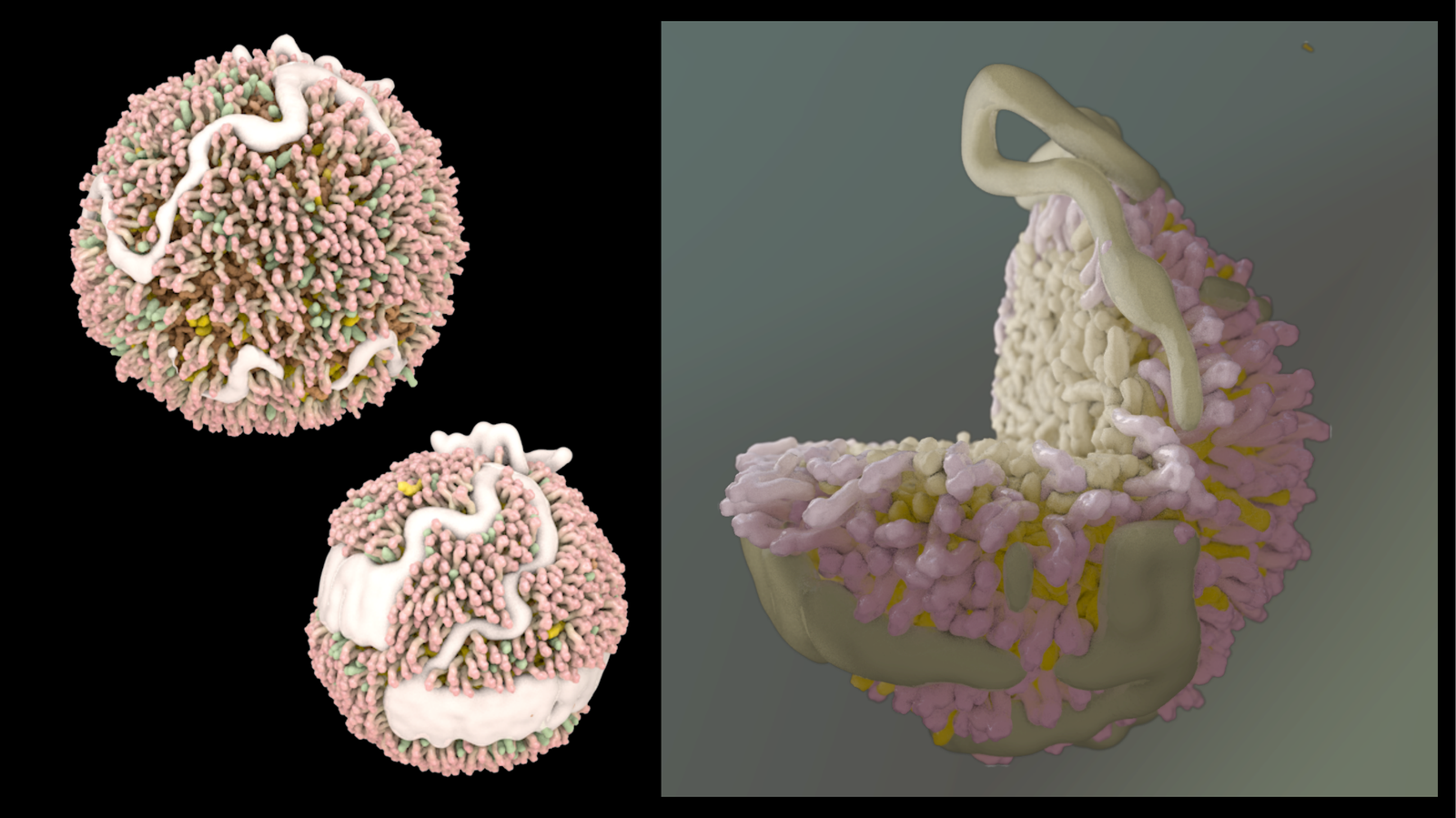 LDL & HDL Models