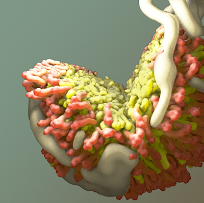 LDL & HDL Models — detail